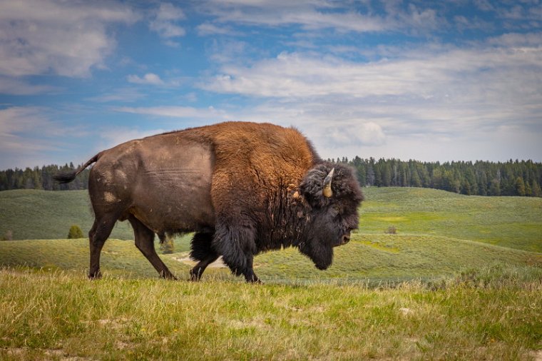 034 Yellowstone NP, bizon.jpg